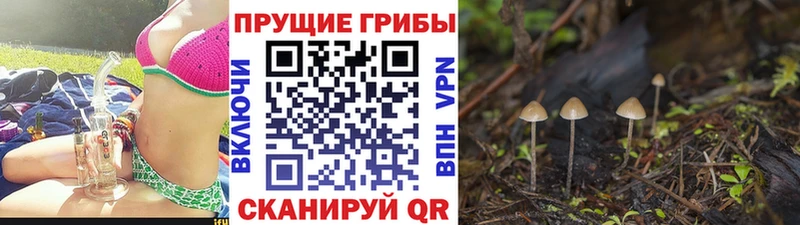 блэк спрут онион  Мамадыш  Галлюциногенные грибы Psilocybine cubensis 